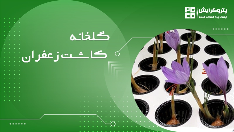 گلخانه کاشت زعفران